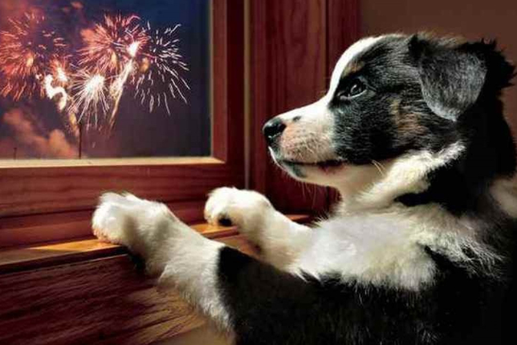 Figyeljünk oda kedvenceinkre szilveszterkor is!