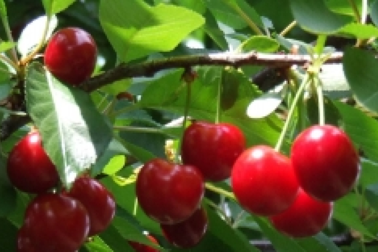 Így enyhítse hátfájását természetes módszerekkel