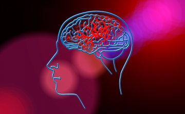 Új agykérgi érési folyamatot fedeztek fel az ELKH kutatói 