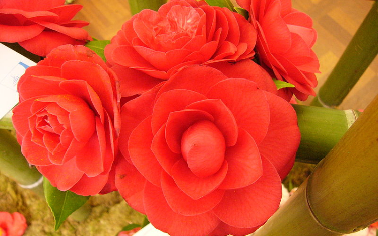 Szirmot bontott a világ legdrágább virága, a kamélia Nyíregyházán