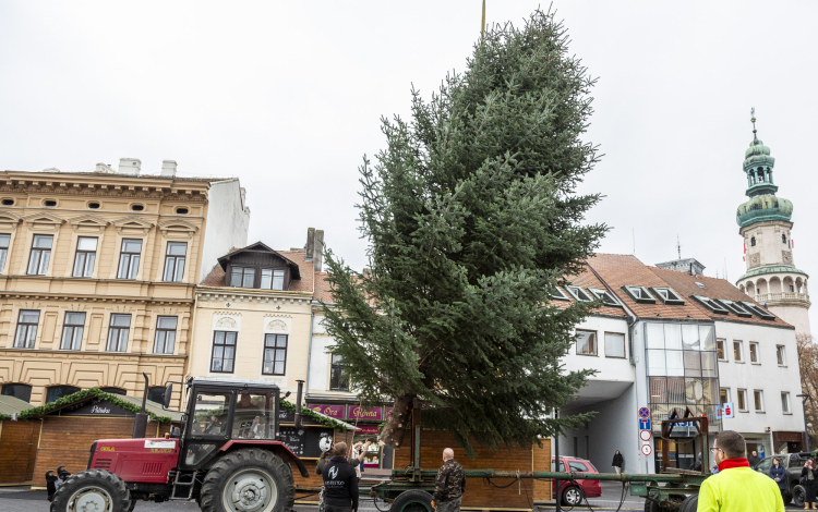 Megérkezett Sopron karácsonyfája!