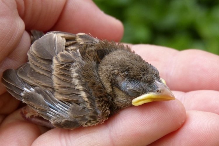 A talált madárfiókák többsége nem árva, ezért nem szabad őket összeszedni