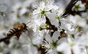 Magyarországon közel 300 ezer méhcsalád pusztul el minden télen