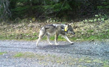 Svájcból egészen Borsodig vándorolt a farkas, Magyarországon kilőhették