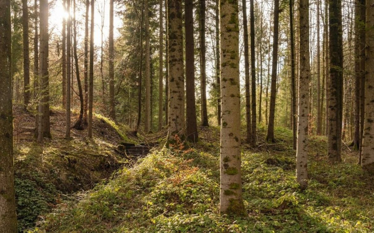 AM: kezdődik az Erdők Hete országos rendezvénysorozat