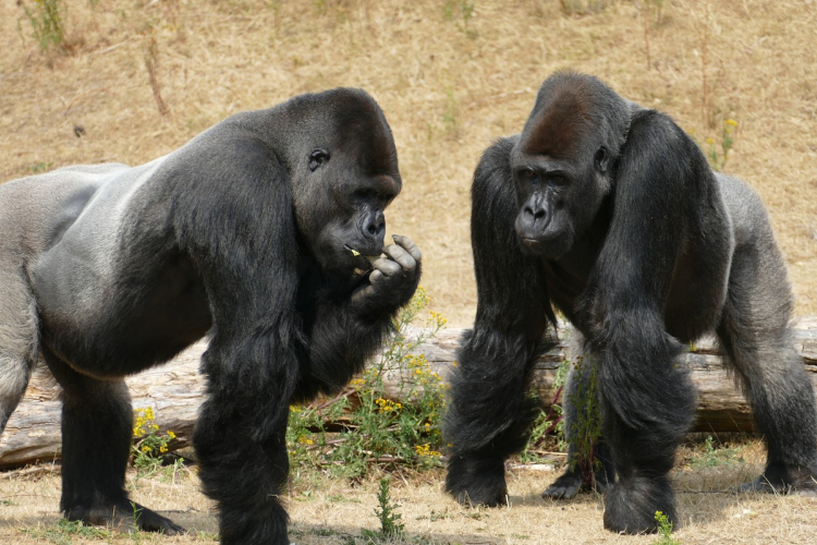 Az európai állatkertek hím gorillákat akarnak leölni