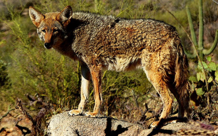Egy amerikai család befogadott egy kóbor kiskutyát, amelyről kiderült, hogy kojot