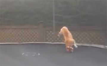 Napi vicces videó: a kutya és a trambulin találkozása