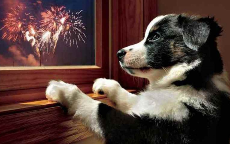 Figyeljünk oda kedvenceinkre szilveszterkor is!