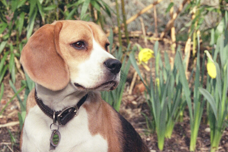 Külföldi utazás esetén chippel kell ellátni a háziállatokat