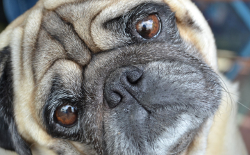 ELTE-kutatás: a rövid orrú kutyák hajlamosabbak emberi segítséget kérni