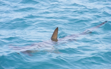 Két nap alatt három cápatámadás történt Florida partjainál