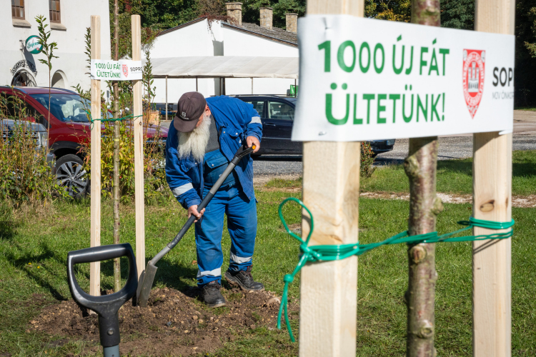 Újabb fákat ültettek, ezúttal Brennbergbányán