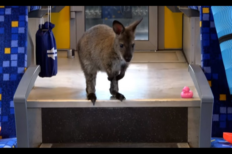Édes kis kenguru vonatozik a MÁV-val – VIDEÓ