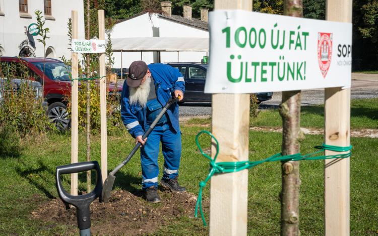 Újabb fákat ültettek, ezúttal Brennbergbányán