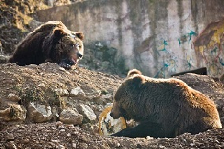 Medvecsalogató a veszprémi állatkertben szombaton