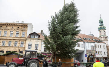 Megérkezett Sopron karácsonyfája!