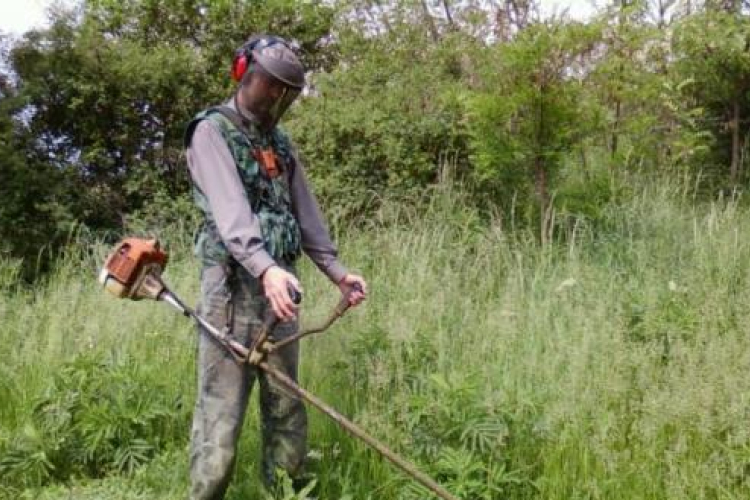 A parlagfű elleni védekezést már most meg kell kezdeni
