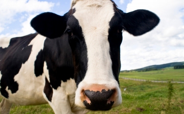 Lépfenés szarvasmarhák Békésben - megelőzésre hívja fel a figyelmet a Nébih 